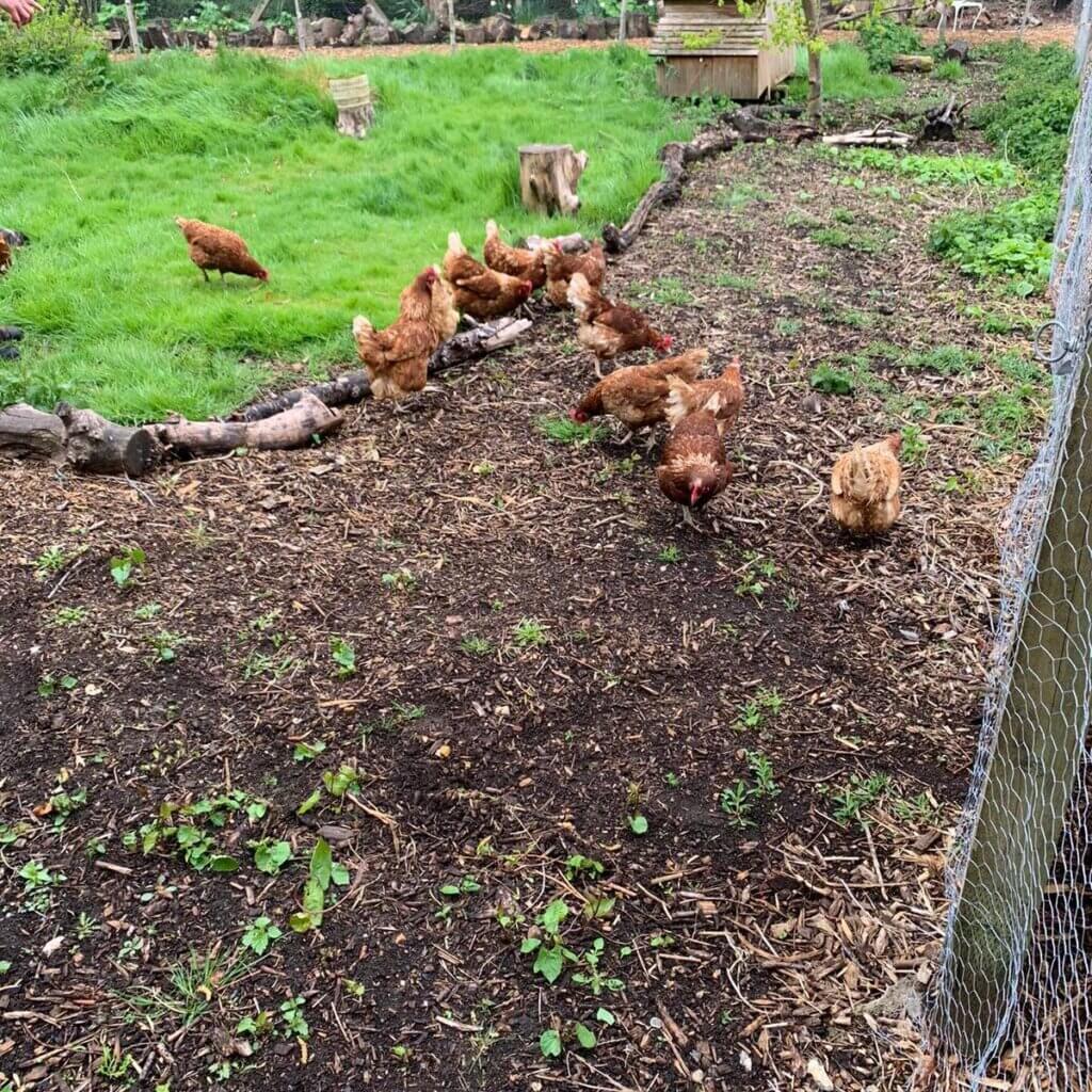 Chickens pecking the ground 