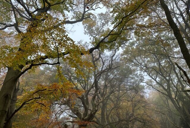 Misty Autumn Trees from Ashridge