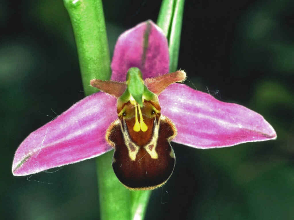 Bee orchid close up 